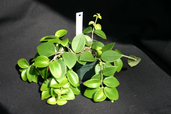 http://www.cloudjungle.com/CloudJungle/Gesneriaceae/Aeschynanthus/Aeschynanthus Coral Flame.jpg
